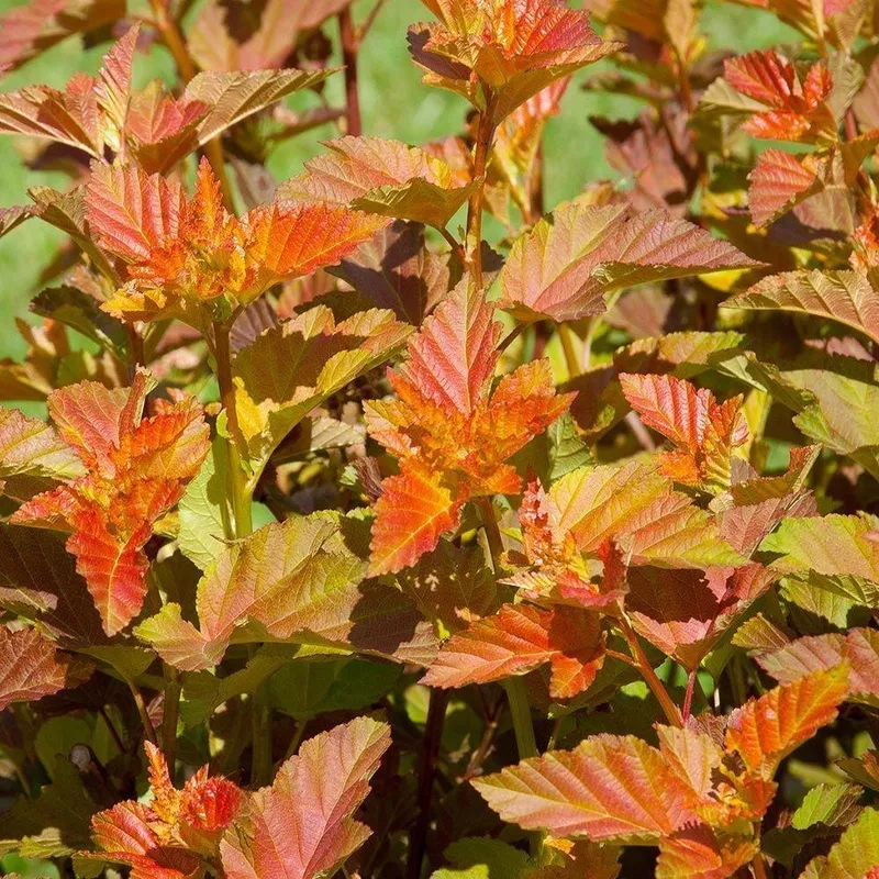 Amber Jubilee™ Ninebark