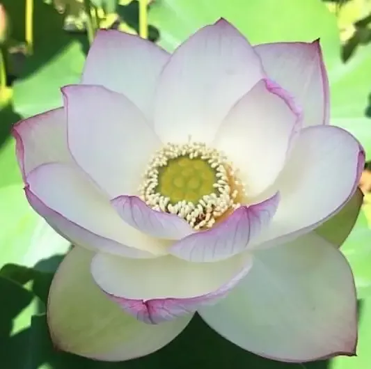 American 3-Color - Lotus