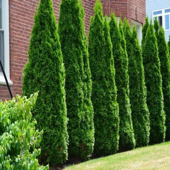 American Arborvitae Tree