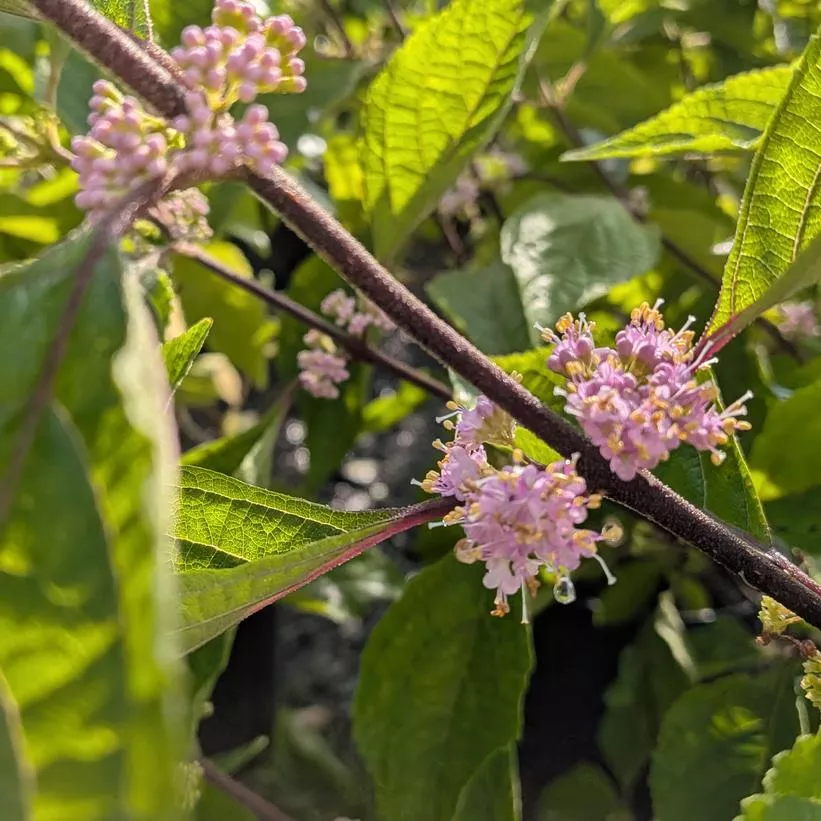 American Beautybush