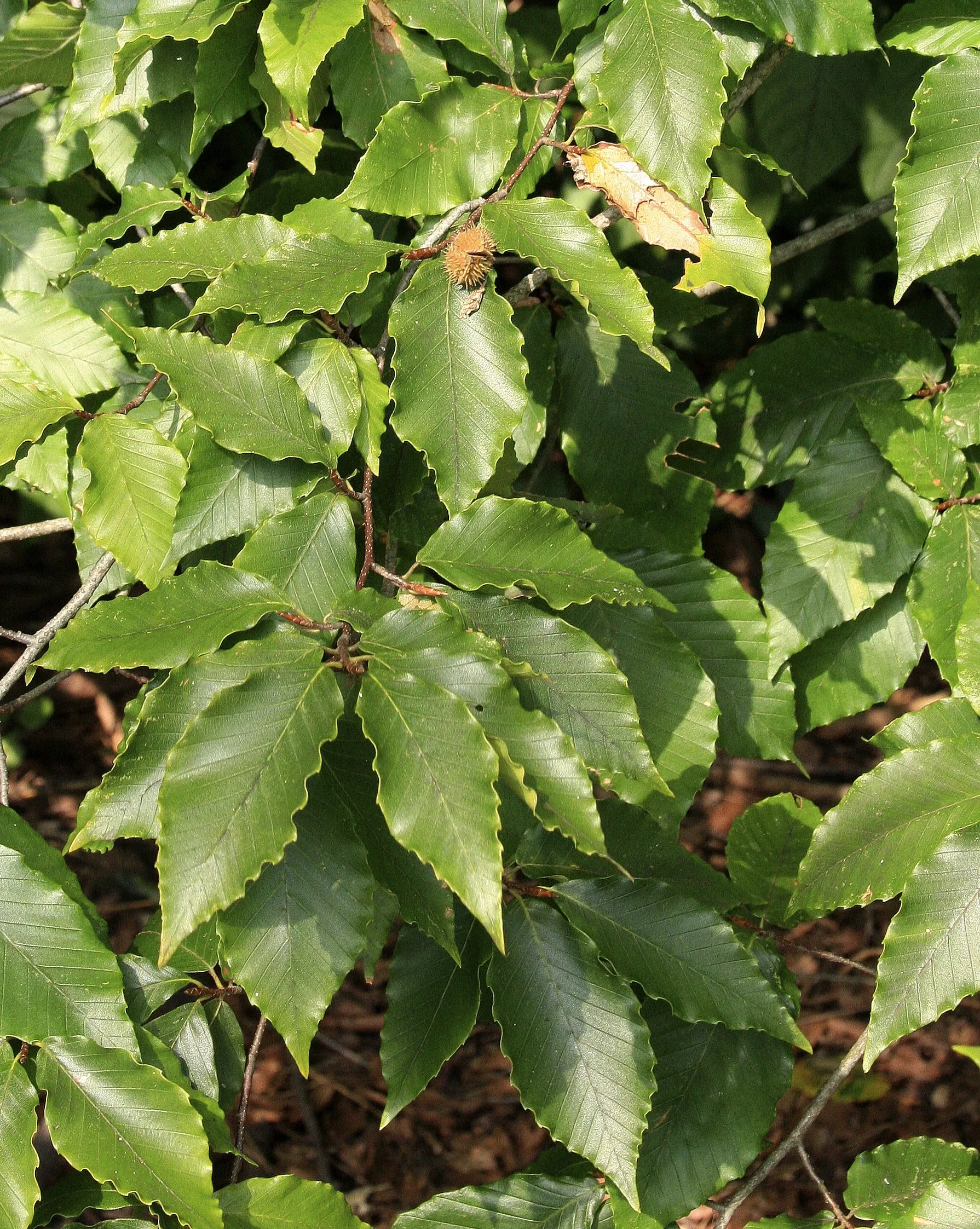 American Beech