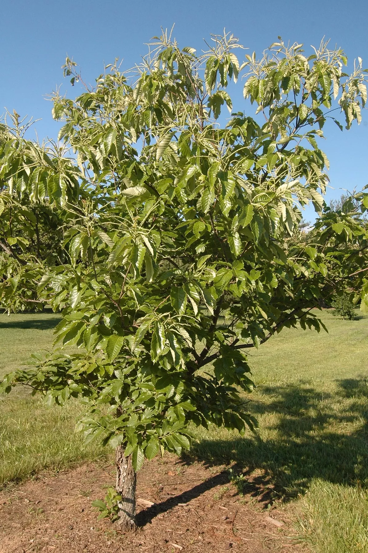 American Chestnut
