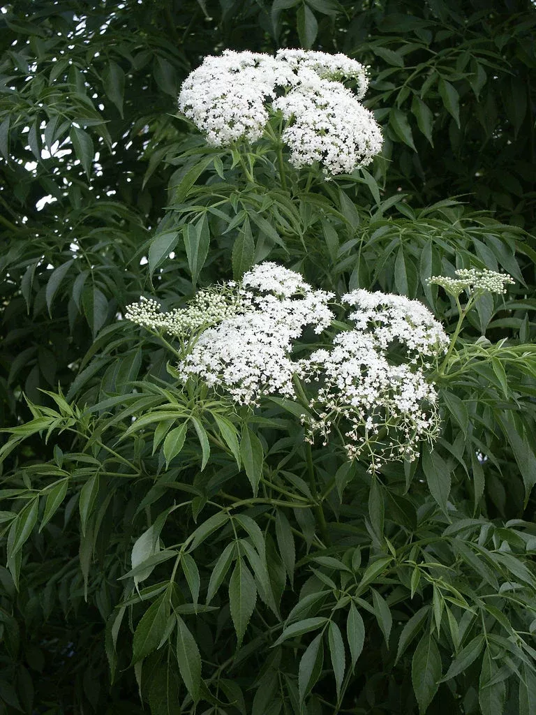 American Elderberry