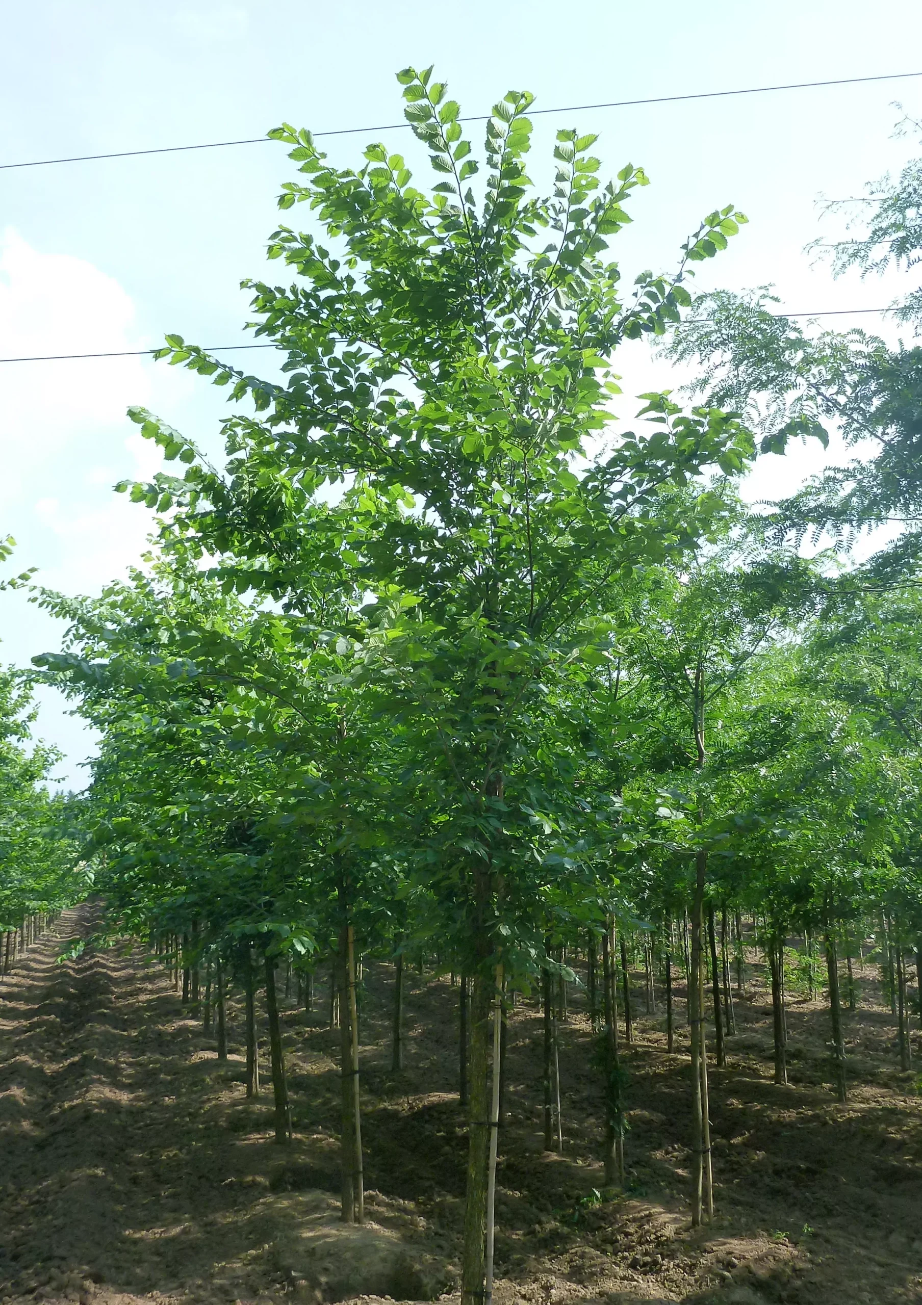 American Elm