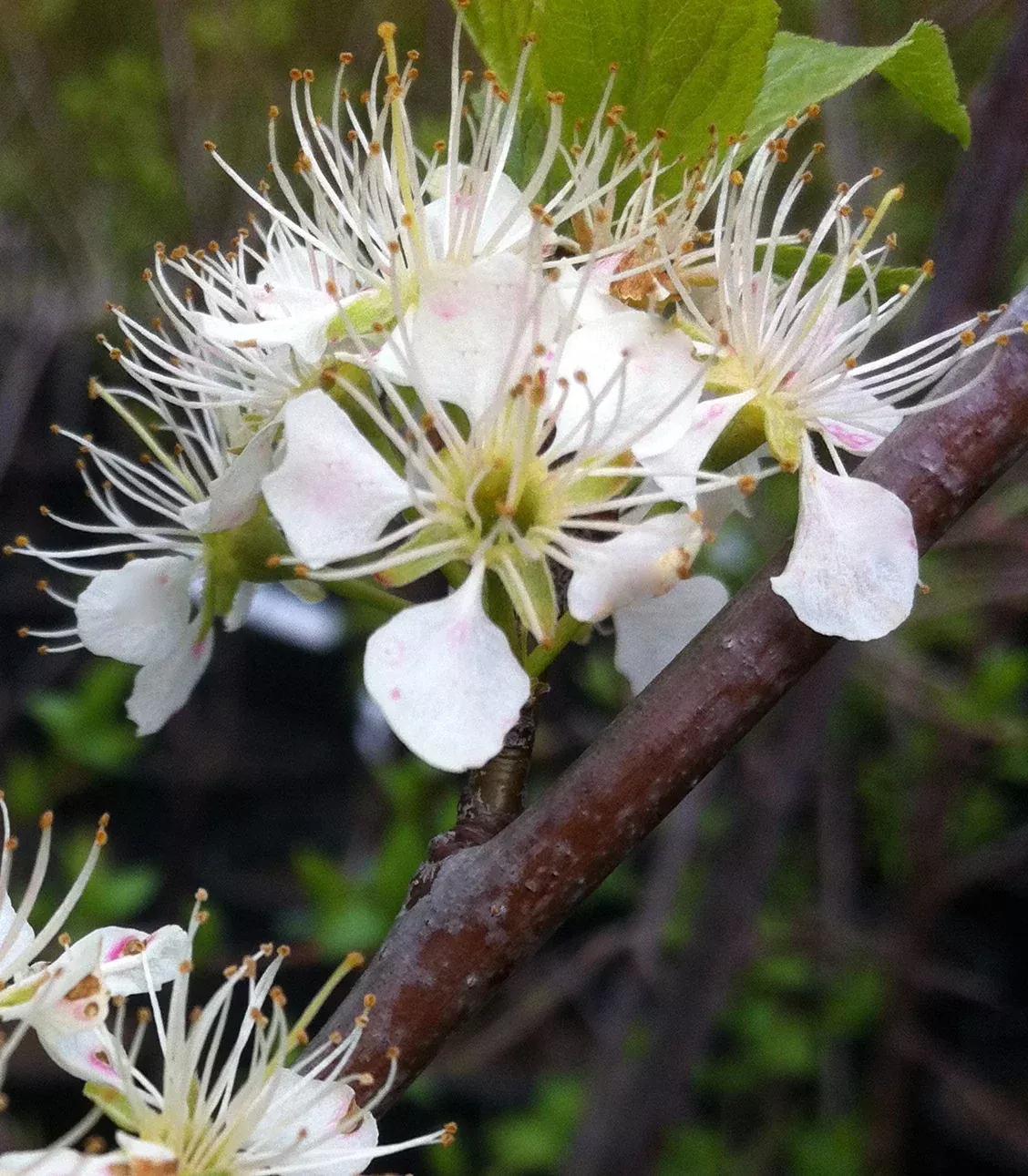 American Plum