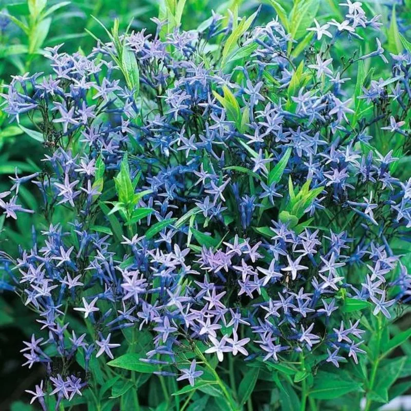 Amsonia 'Blue Ice'