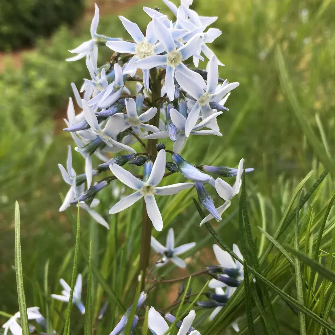 Amsonia hubrichtii