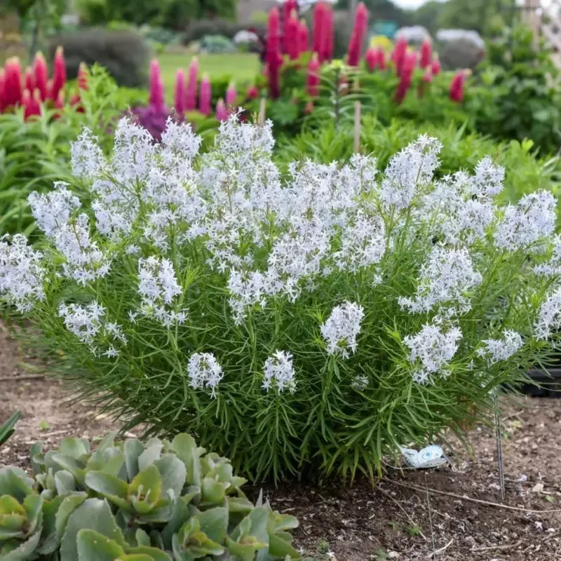 Amsonia 'String Theory'