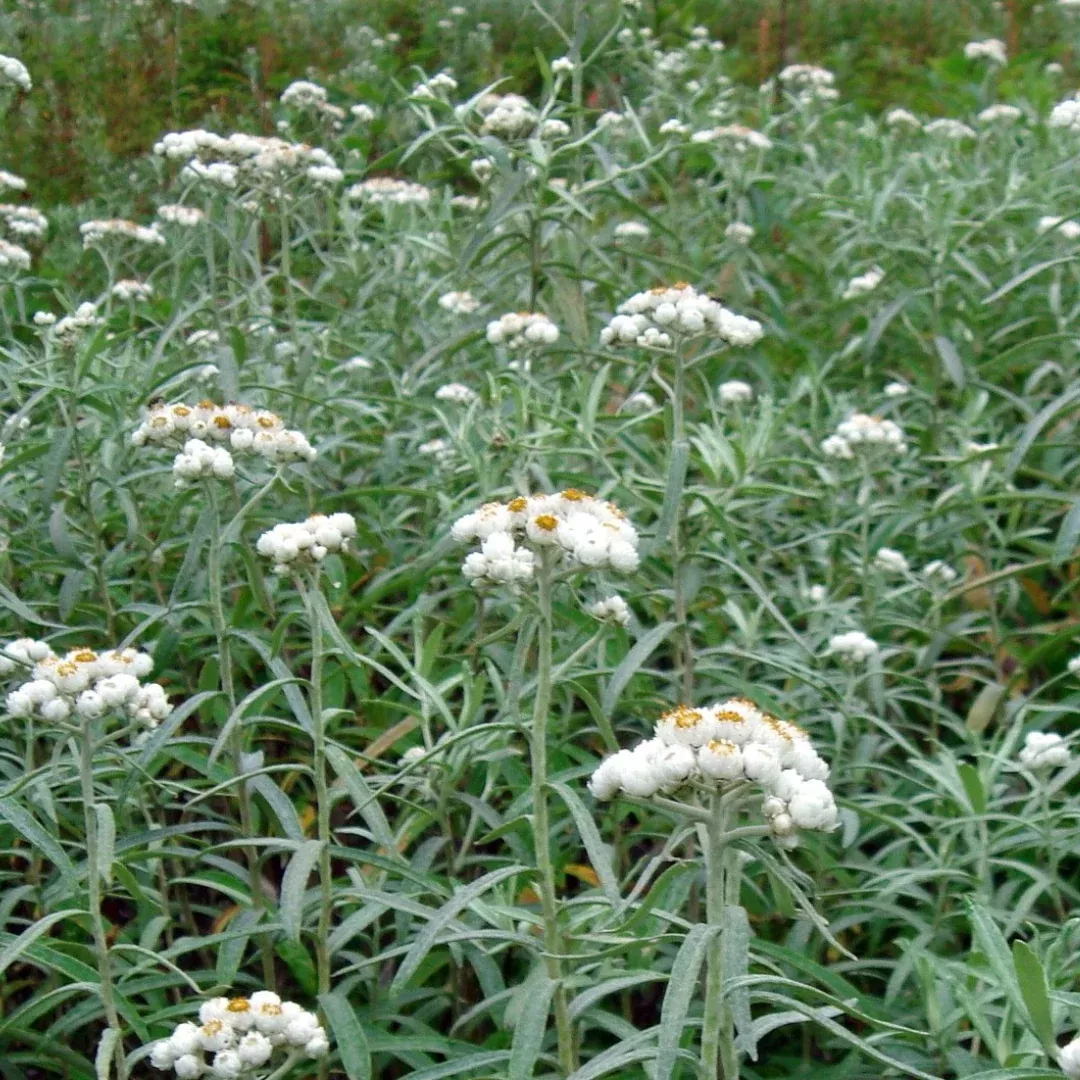 Anaphalis margaritacea