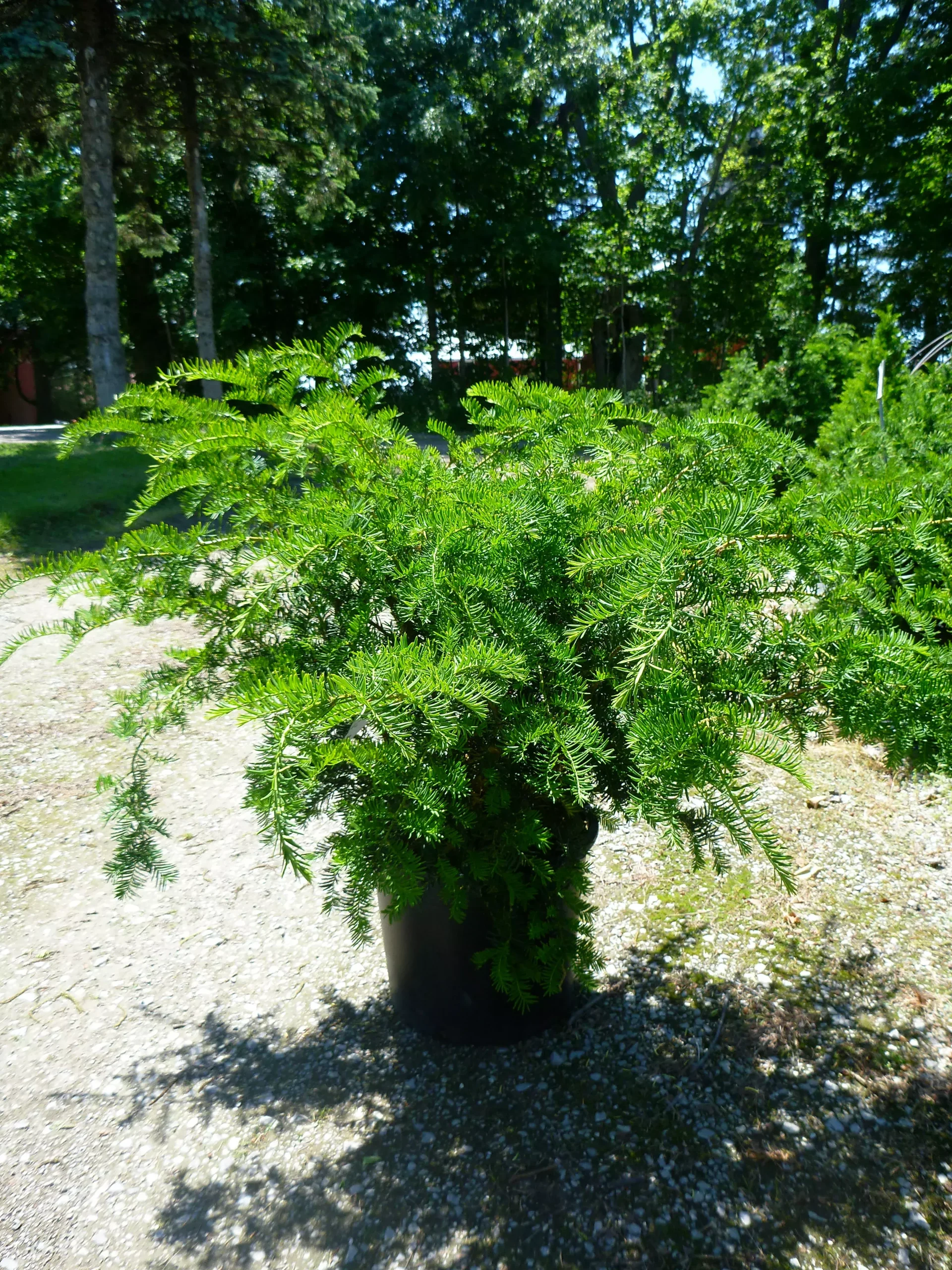 Anderson's Spreading Yew
