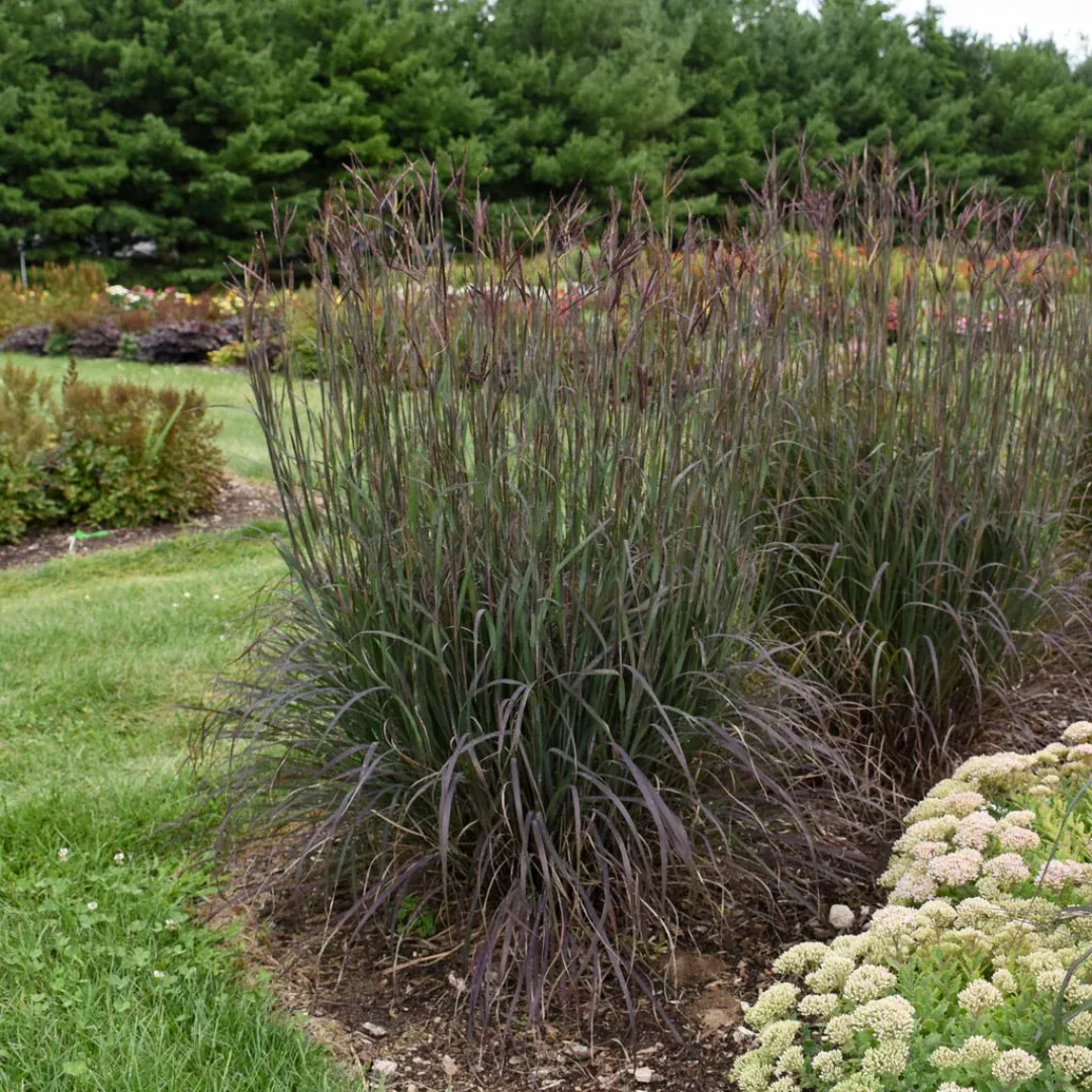 Andropogon 'Blackhawks'