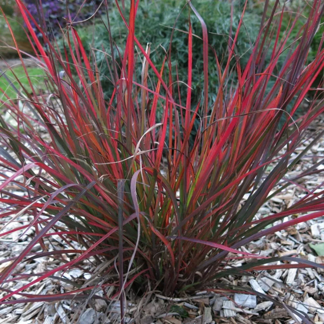 Andropogon 'Red October'