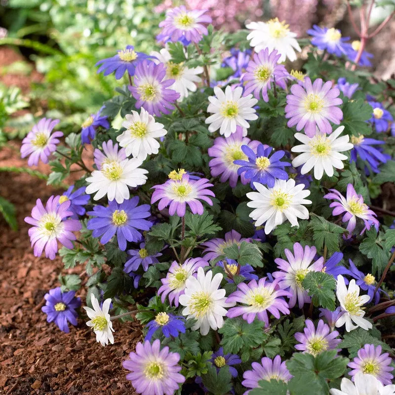 Anemone - Blanda Flutter Mix