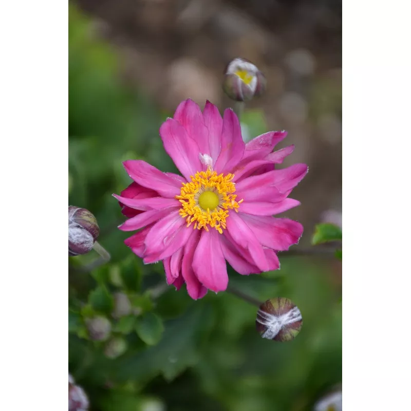 Anemone 'Curtain Call Pink'