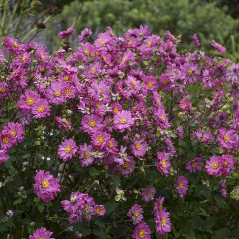 Anemone FALL IN LOVE ‘Sweetly’