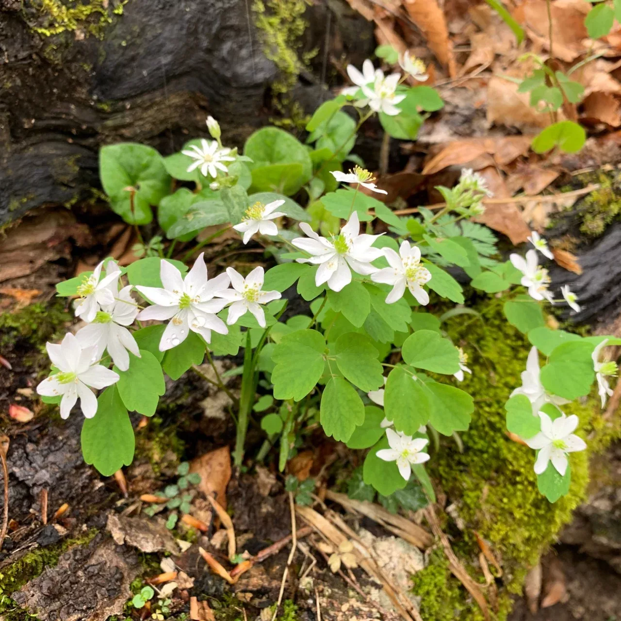 Anemone Flower