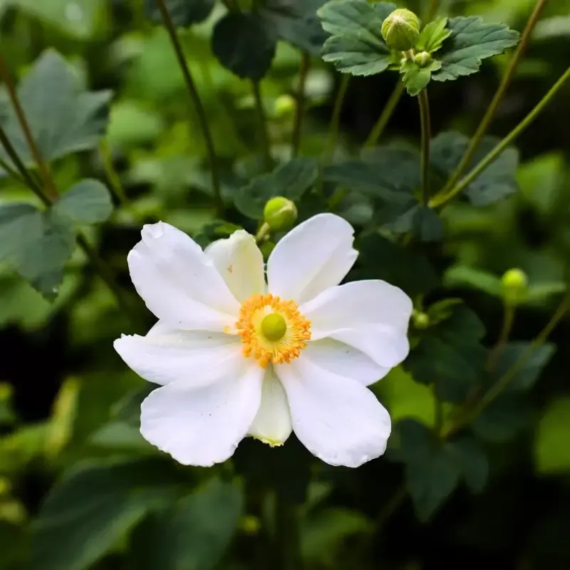 Anemone 'Honorine Jobert'