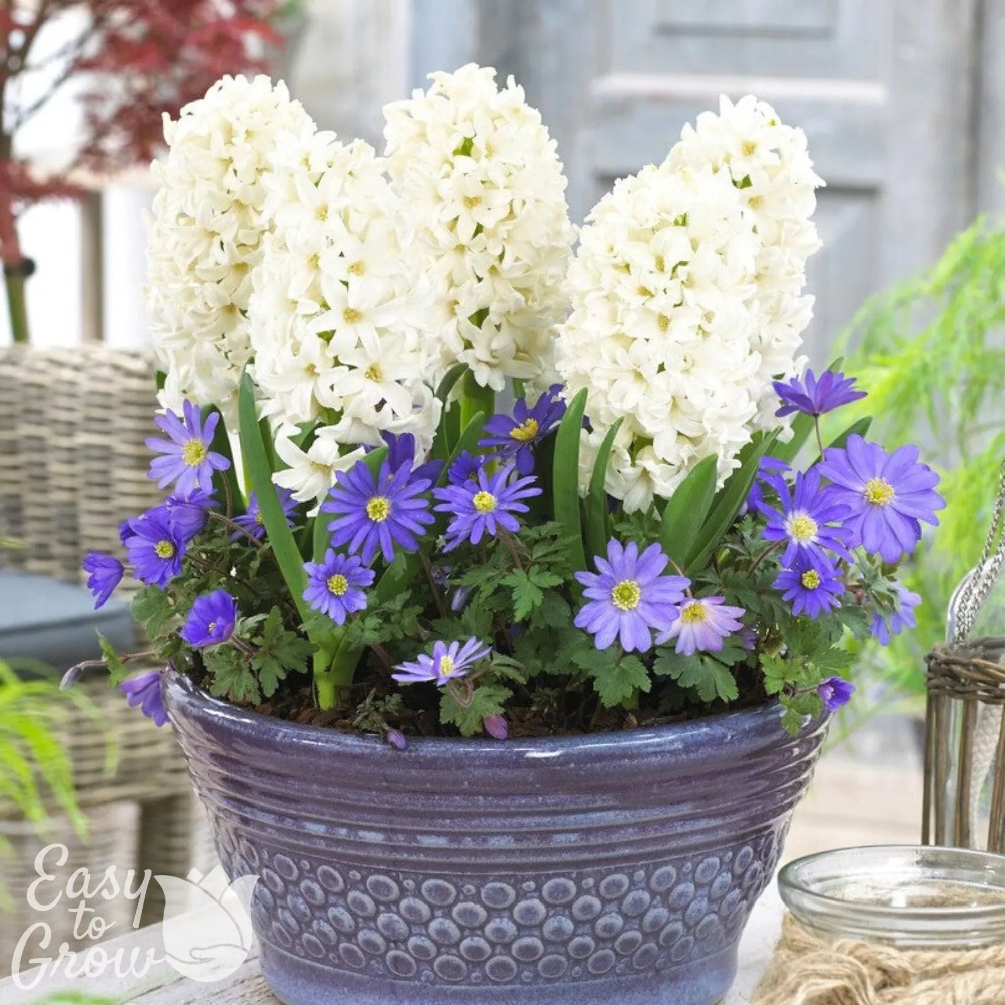 Anemone & Hyacinth - Spring Breeze Blend