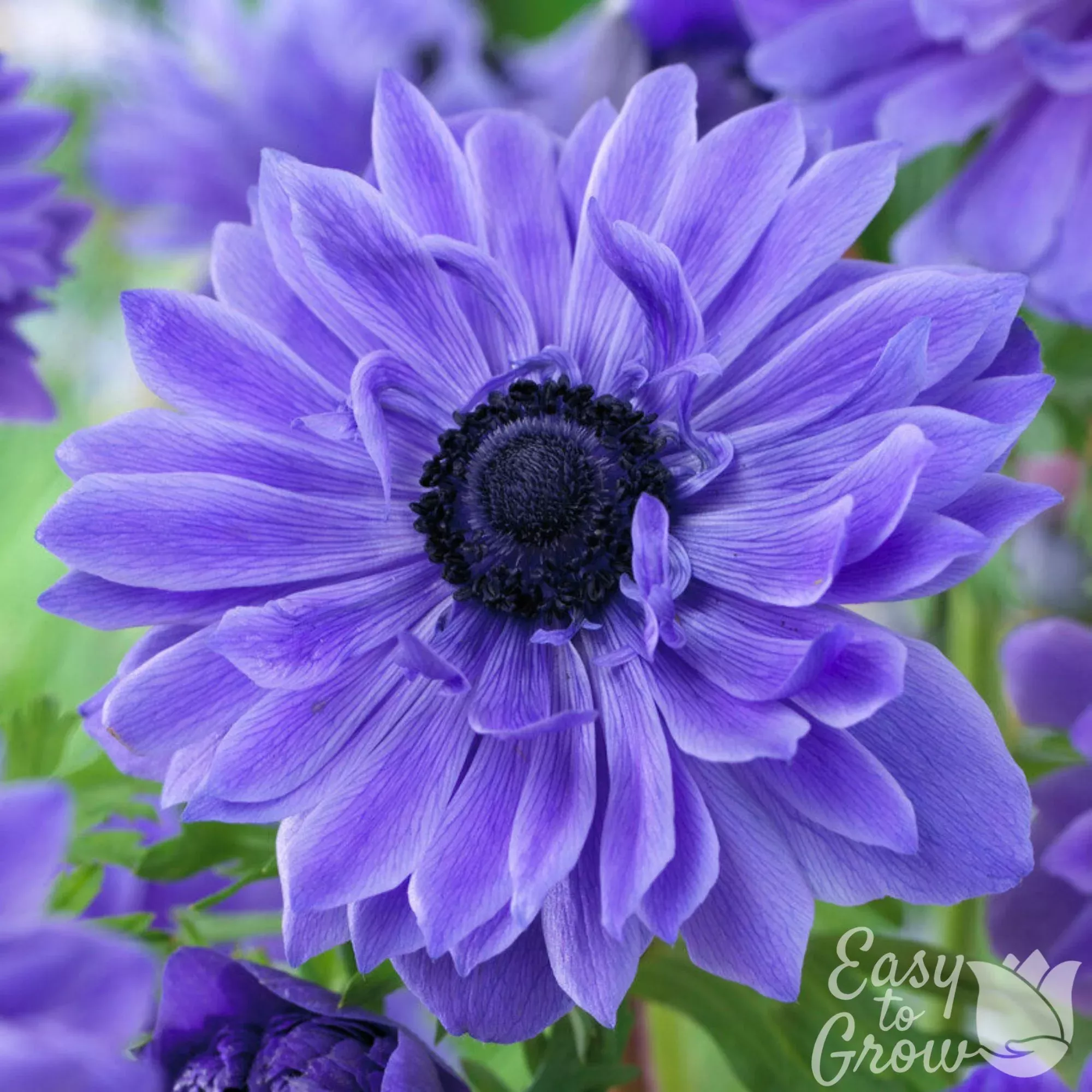 Anemone - Lord Lieutenant