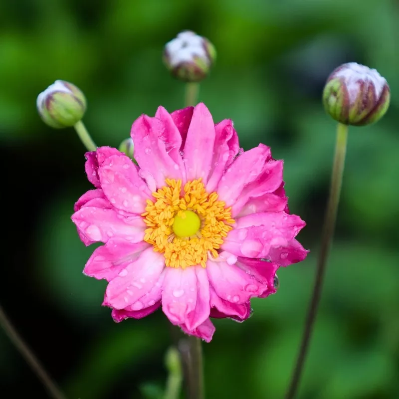 Anemone 'Pamina'