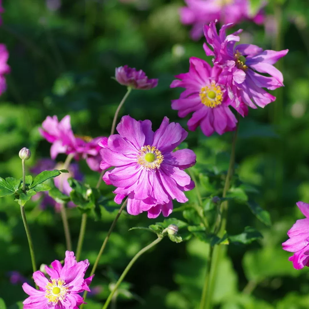 Anemone 'Prince Henry'