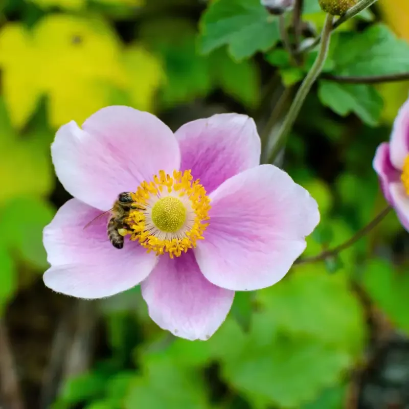 Anemone 'September Charm'