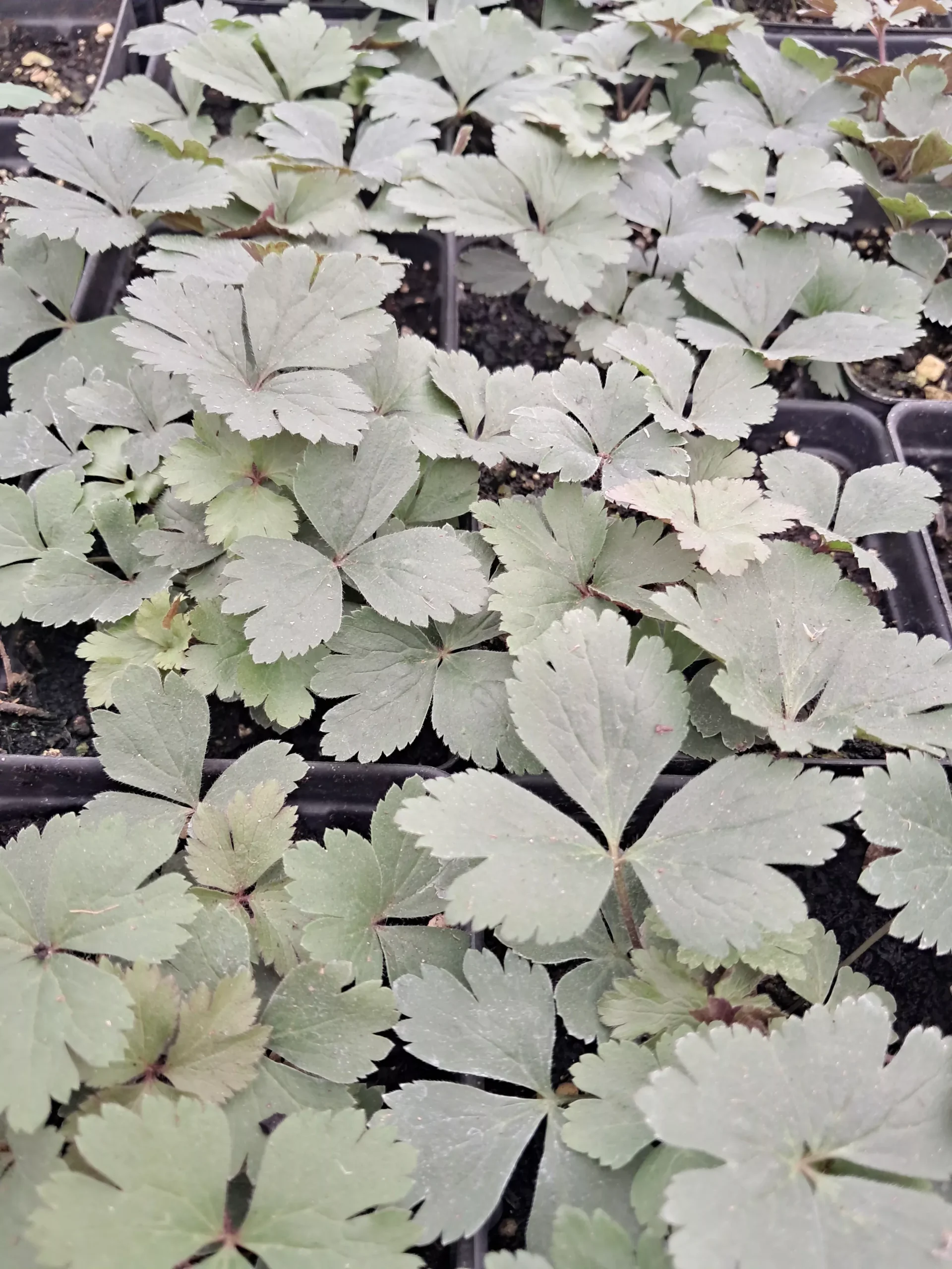 Anemone, Tall