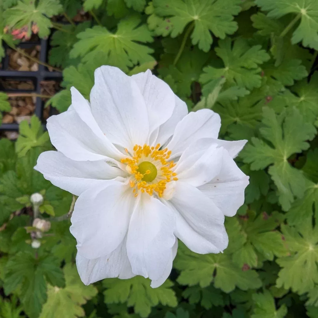 Anemone 'Whirlwind'