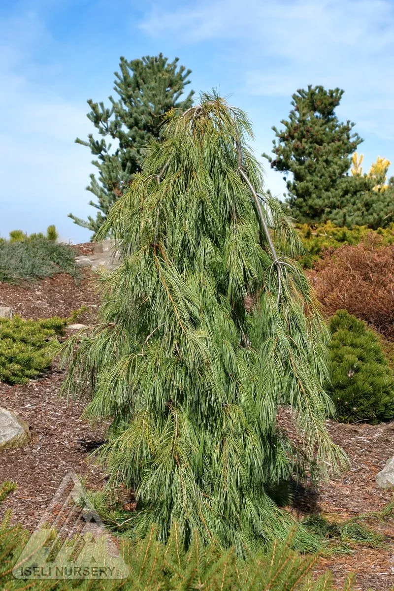 Angel Falls White Pine
