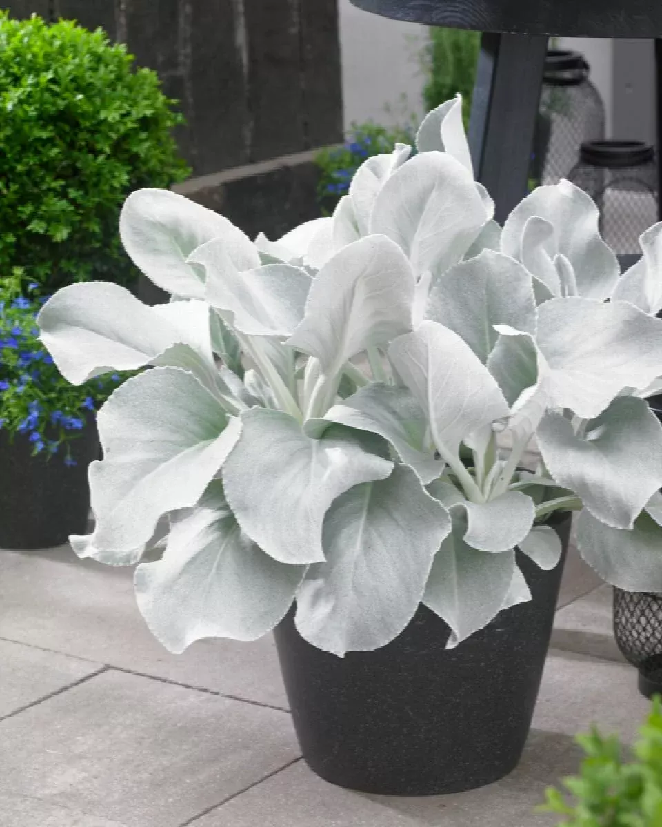 Angel Wings Senecio