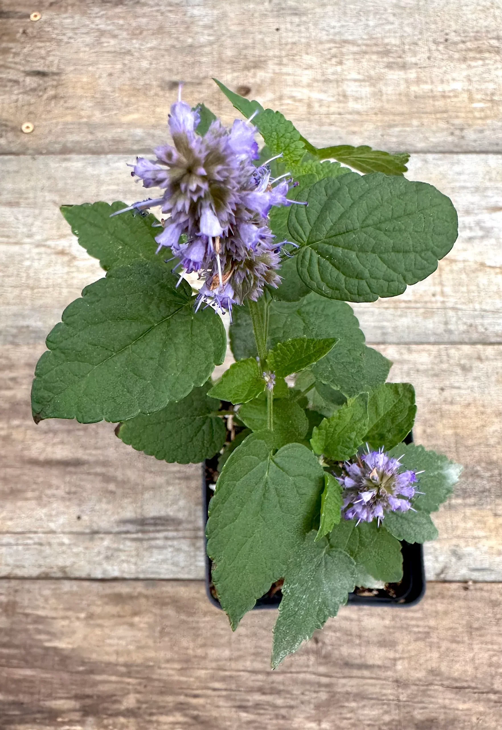Anise Hyssop