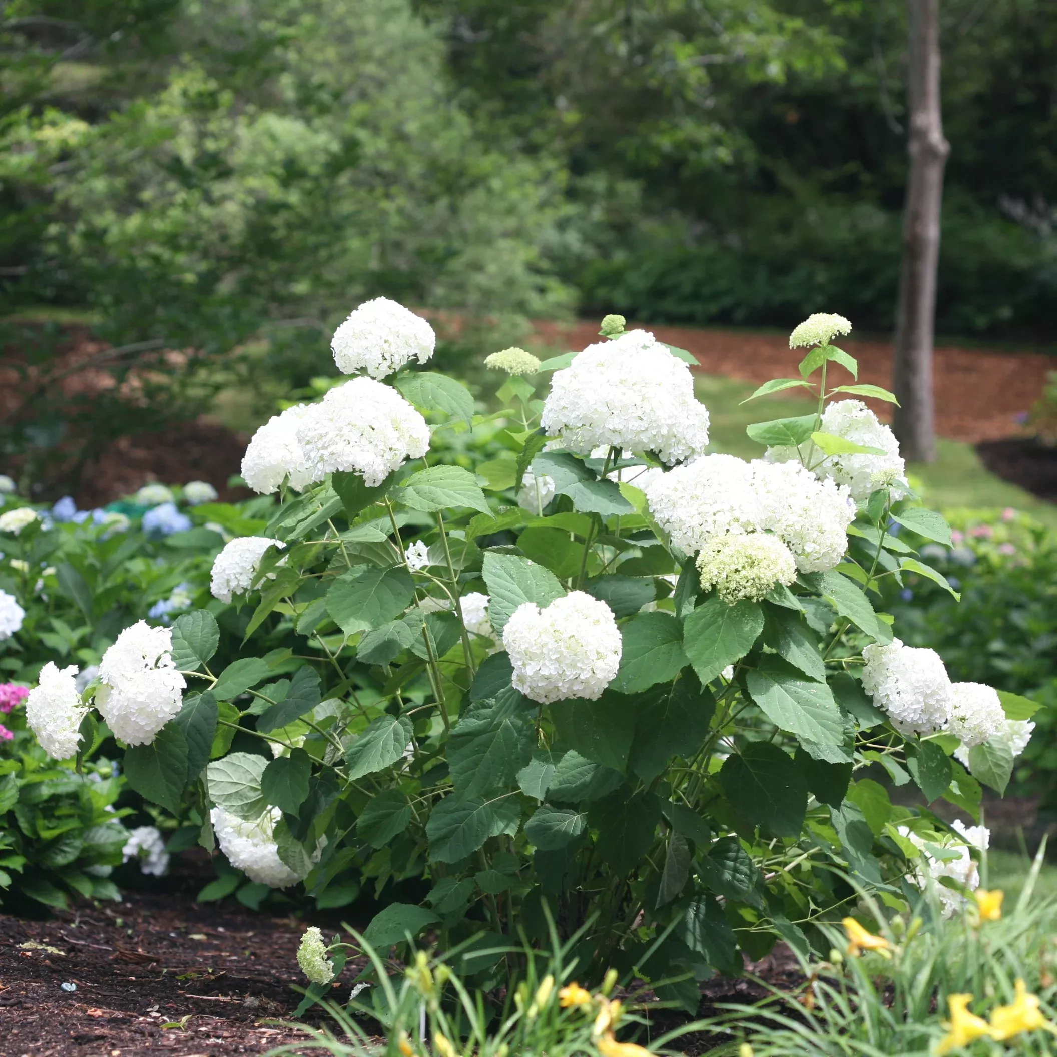 ‘Annabelle’ Smooth Hydrangea – DISCONTINUED