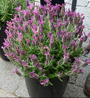 'Anouk Deep Rose' Spanish Lavender
