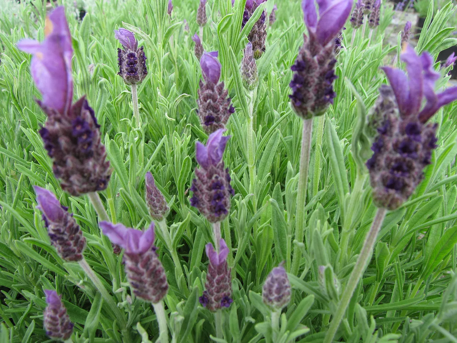 'Anouk' Spanish Lavender