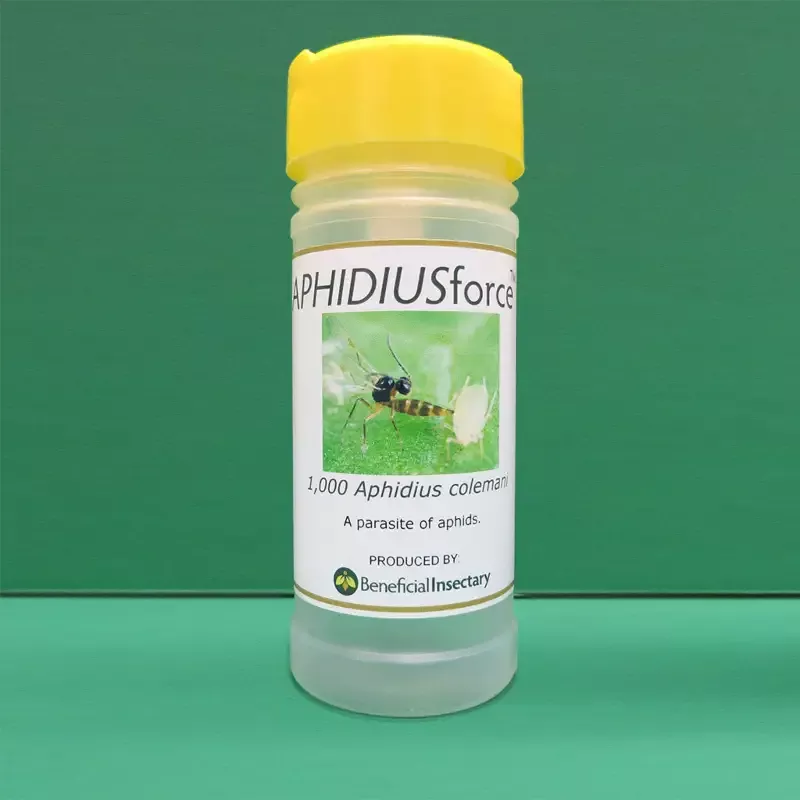 Aphidius Colemani for Aphid Control