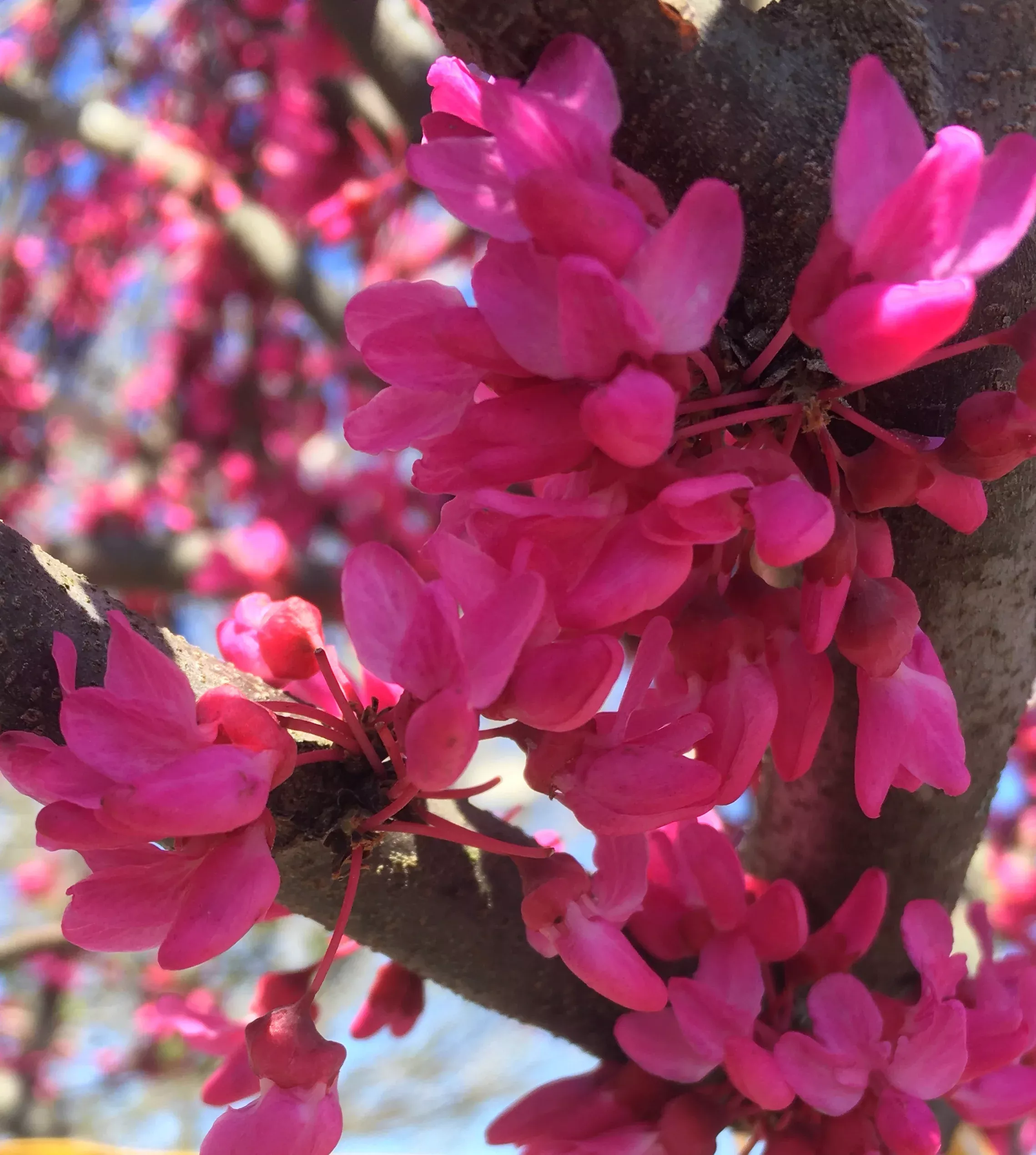 Appalachian Red Redbud