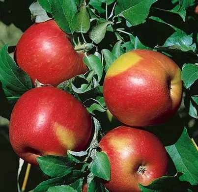 Apple, Zestar, Bare Root