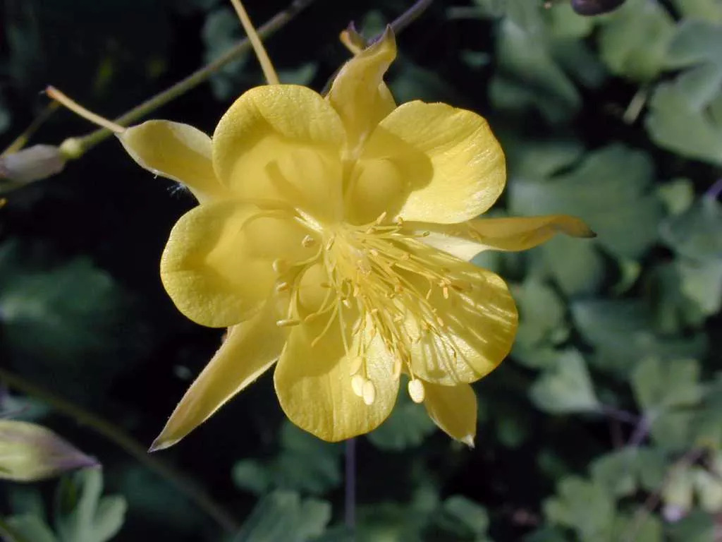 Aquilegia chrysantha