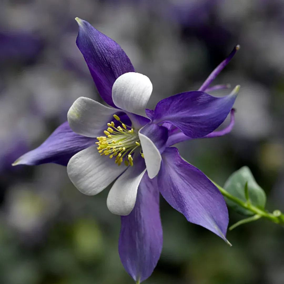 Aquilegia 'Earlybird Blue White'