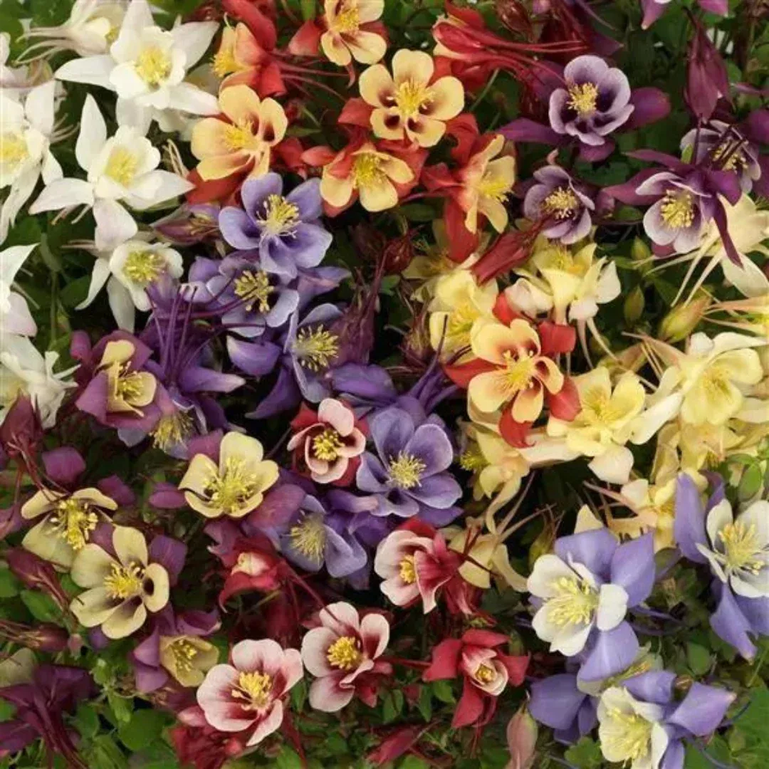 Aquilegia 'Earlybird Mix'