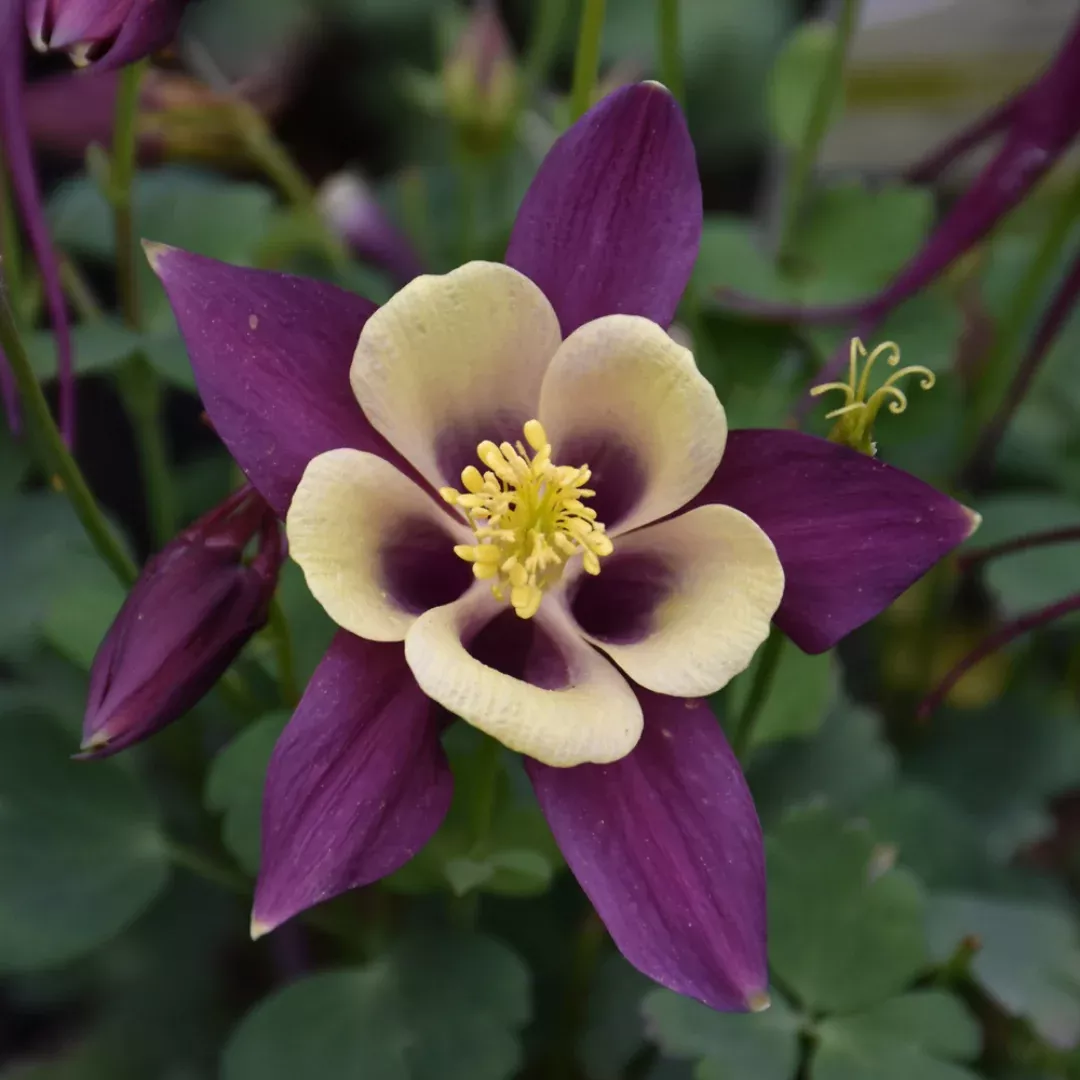 Aquilegia 'Earlybird Purple Yellow'