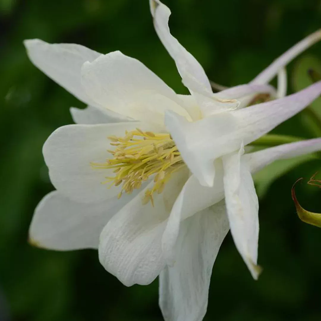 Aquilegia 'Earlybird White'