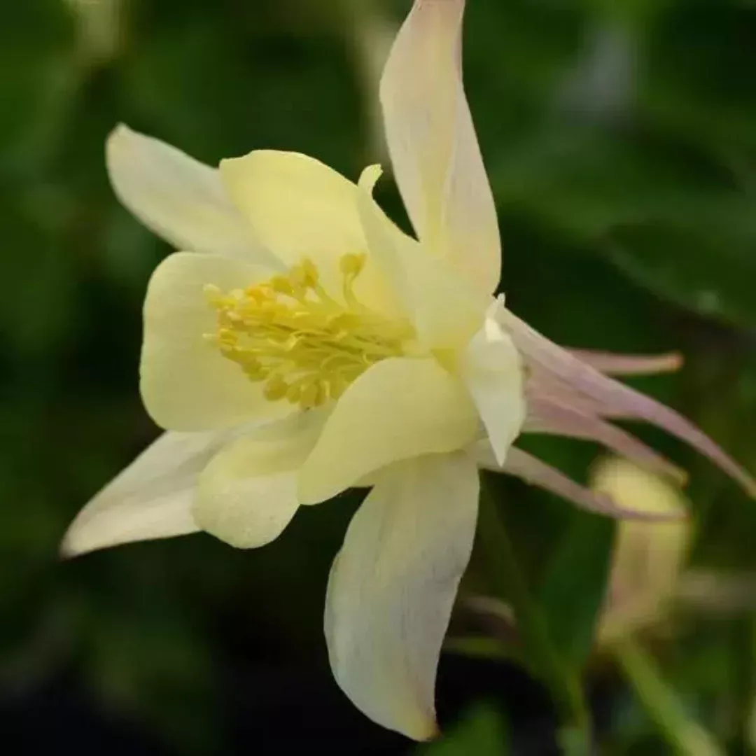 Aquilegia 'Earlybird Yellow'