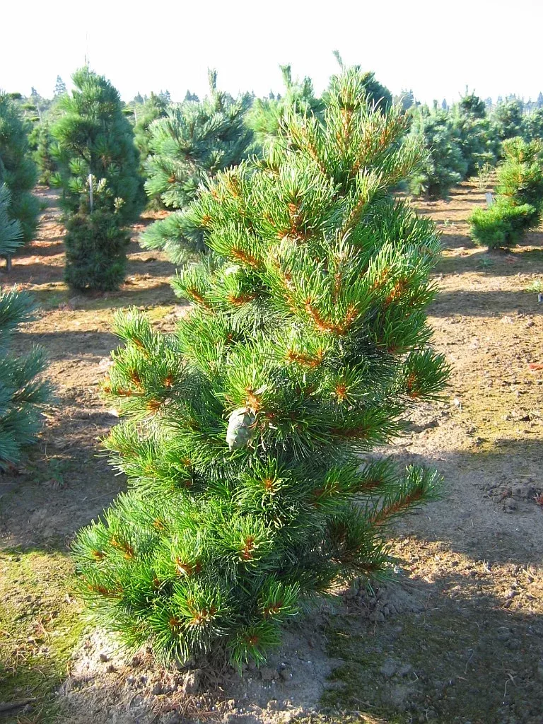 Ara Kawa Dwarf Japanese Pine