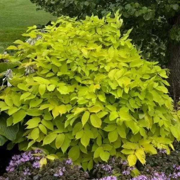 Aralia 'Sun King'