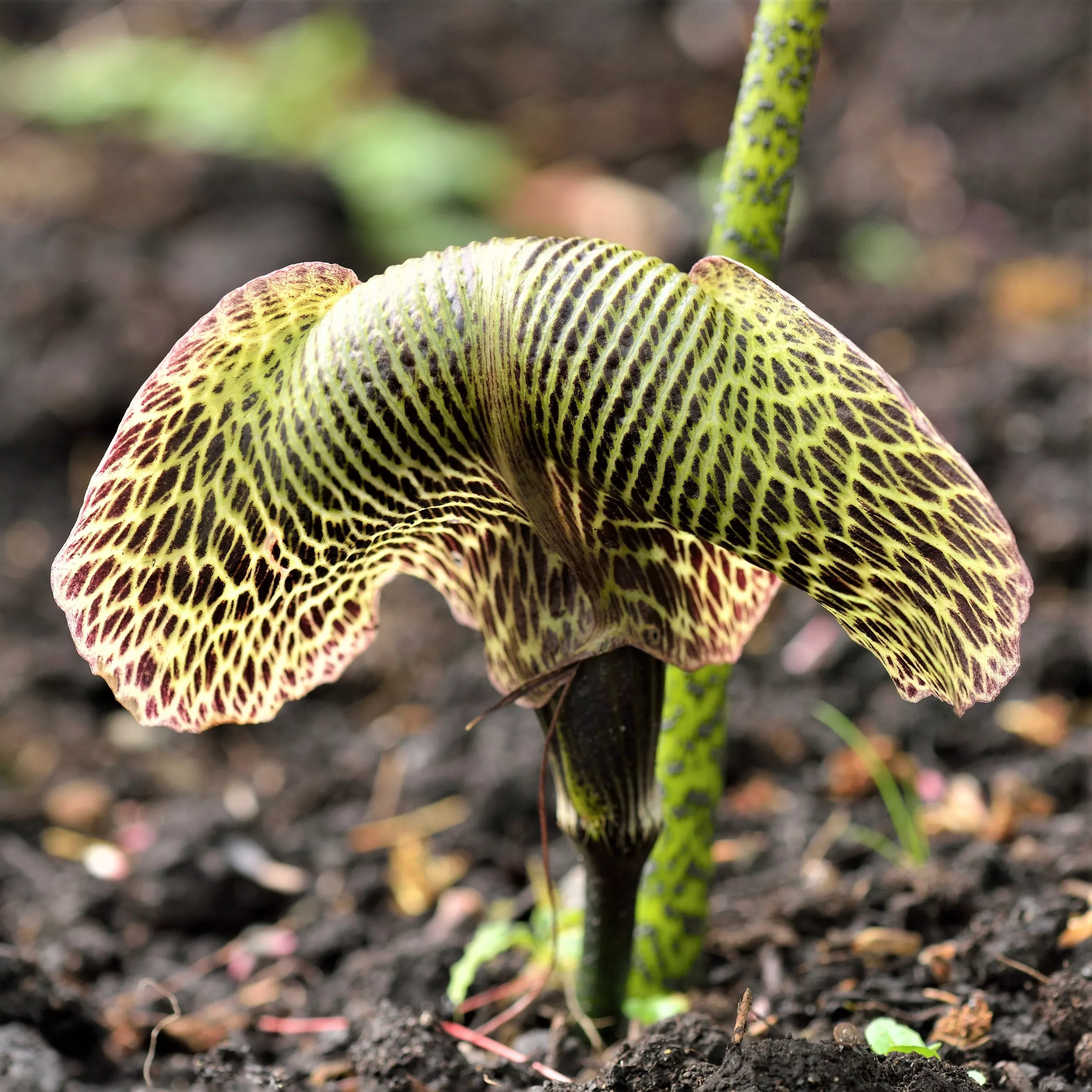 Arisaema - Griffithii var Pradhanii