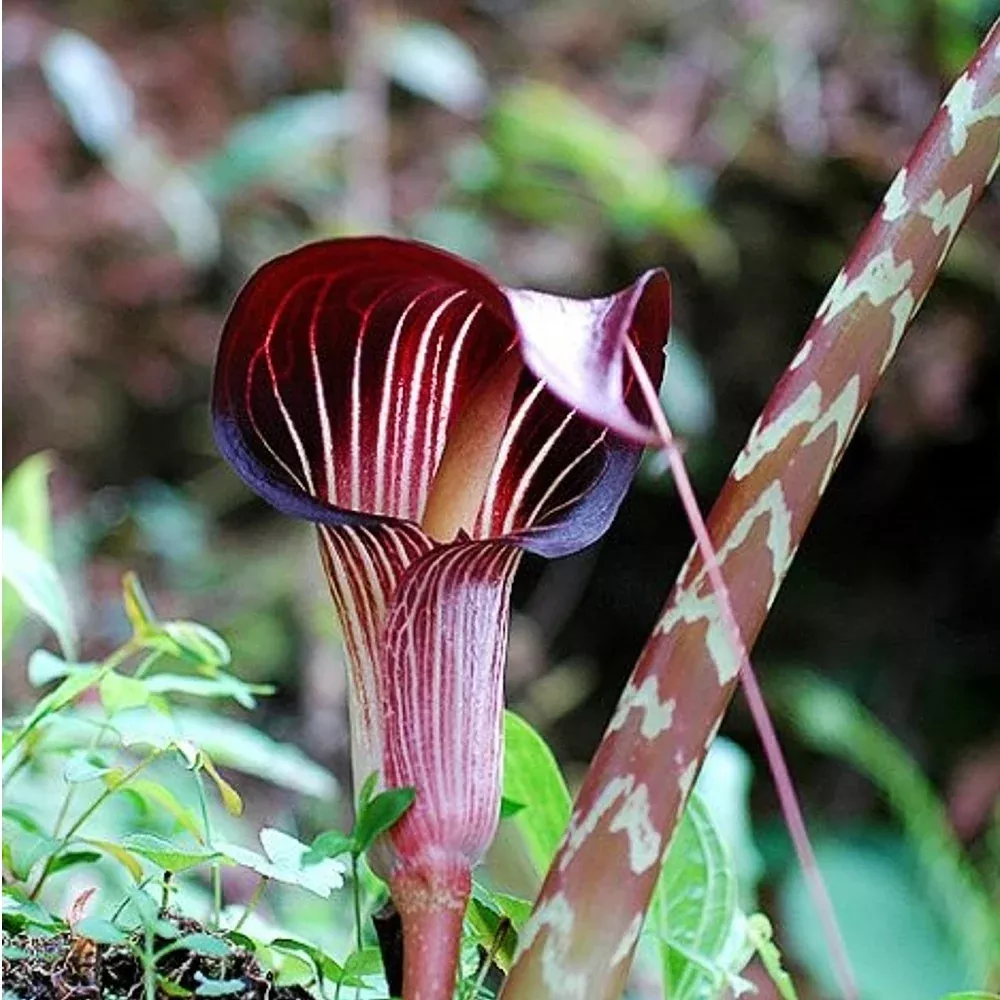Arisaema - Speciosum var Magnificum
