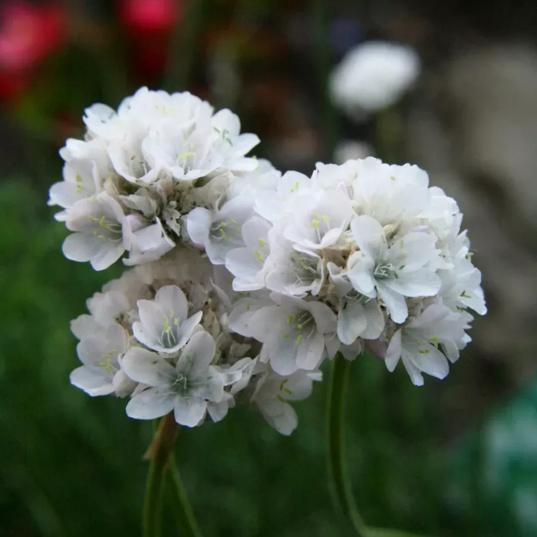Armeria 'Alba'