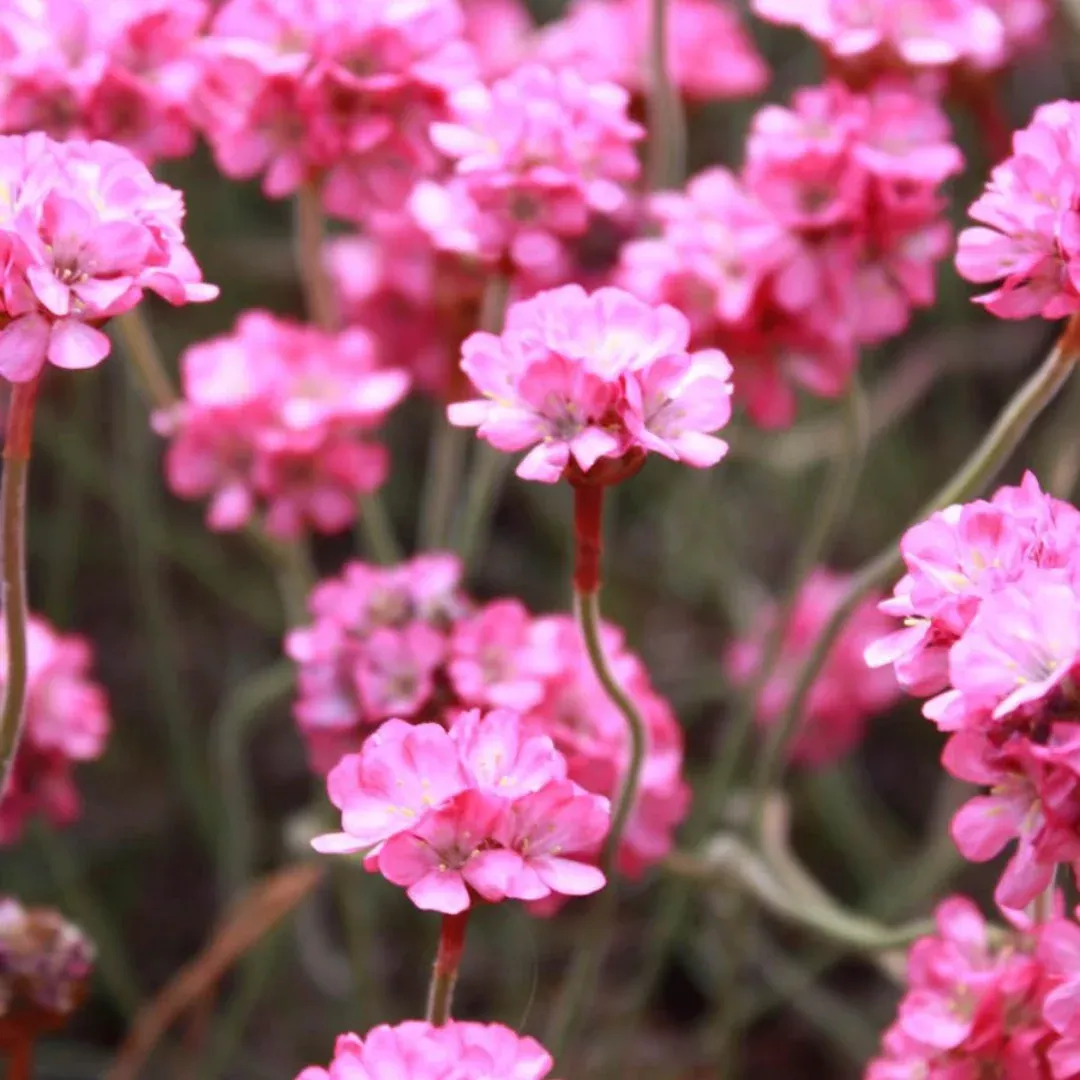 Armeria 'Rubrifolia'