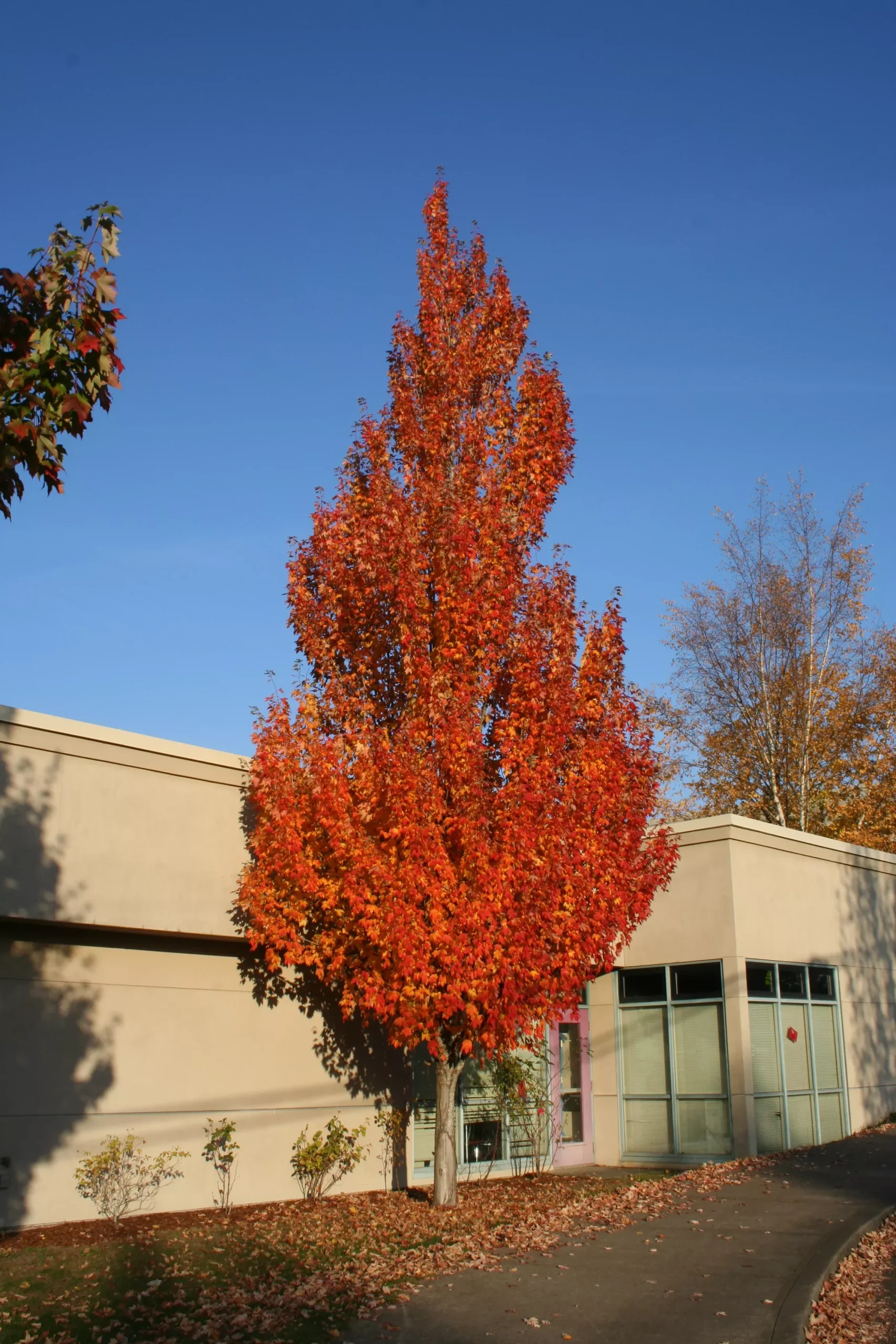 Armstrong Maple